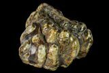 Partial, Fossil Stegodon Molar - Indonesia #149737-2
